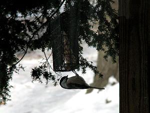 Winter birds feeding